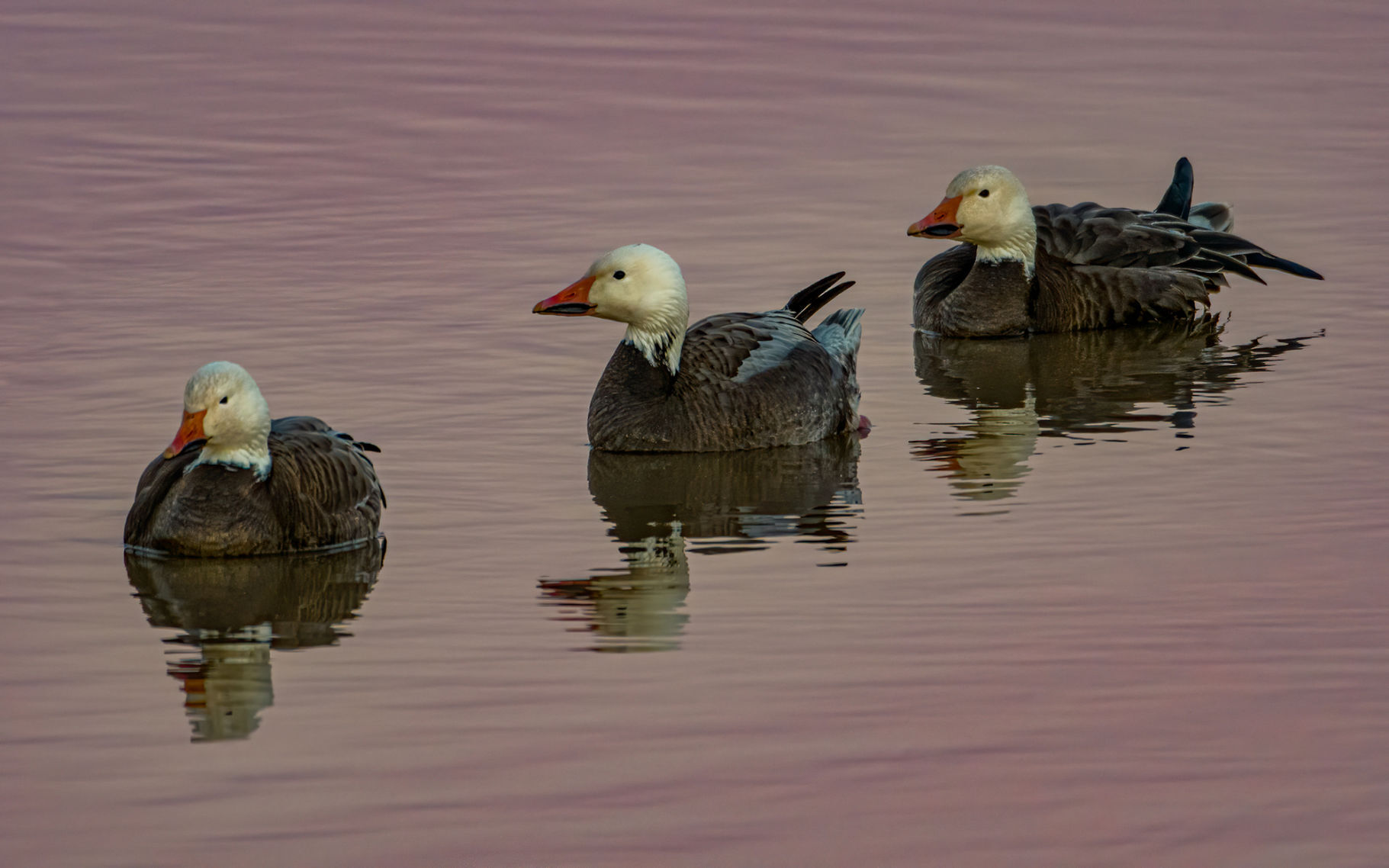 Wayne Zussman photo "Ducks in a Row"